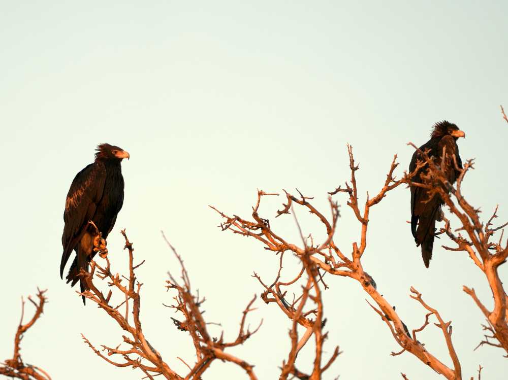 we shared our campsite with this pair of beautiful wedge-tailed eagles