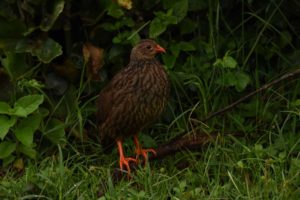 this is one of the new bird species for the weekend - a scaly francolin