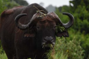 buffalo in the Aberdare NP
