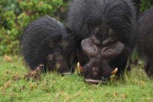 mum and baby giant forest hog complete the little family