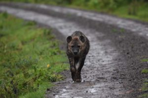 a rather damp hyena comes around the corner when we are watching the giant forest hogs