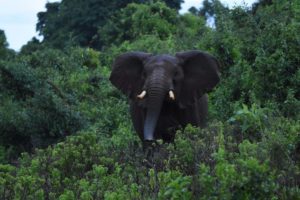 this gorgeous elephant is a little wary of us when we stumble upon him coming out of the bush unexpectedly