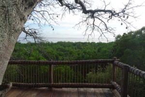 the view from our tree house