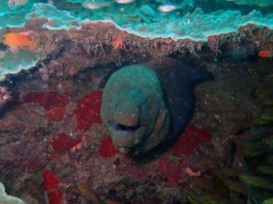 one of many giant morays we saw on our dives