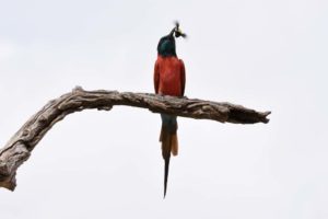 we did see plenty of bee-eaters including this northern carmine bee-eater catching his next meal