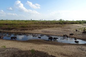 the few waterholes that are left are shared between many animals - crocs, hippos and buffalos are all mixed in here - can you spot the dead hippo?
