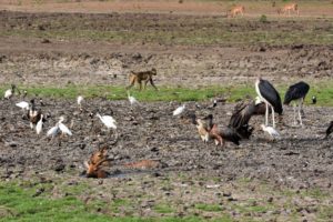 life and death go hand-in-hand - impalas stuck in the mud provide food for the many predators around