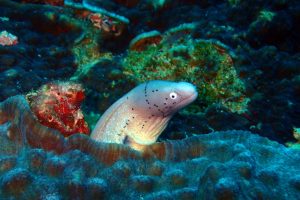 a grumpy-looking geometric eel keeping a wary eye on us
