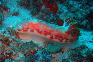 this is a huge spanish dancer, a super-sized nudibranch. This one was approximately 45cm long!