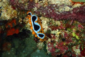an ocellated Phylidia, another nudibranch, they are so colourful and so diverse