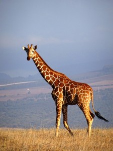 beautiful reticulated giraffe at sunset in the Lewa Conservancy