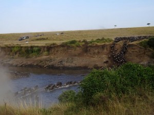 wildebeest crossing the Mara River