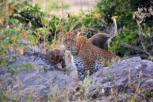 leopard with 2 cubs in the Naibosho conservancy
