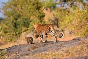 leopard carrying one of her cubs