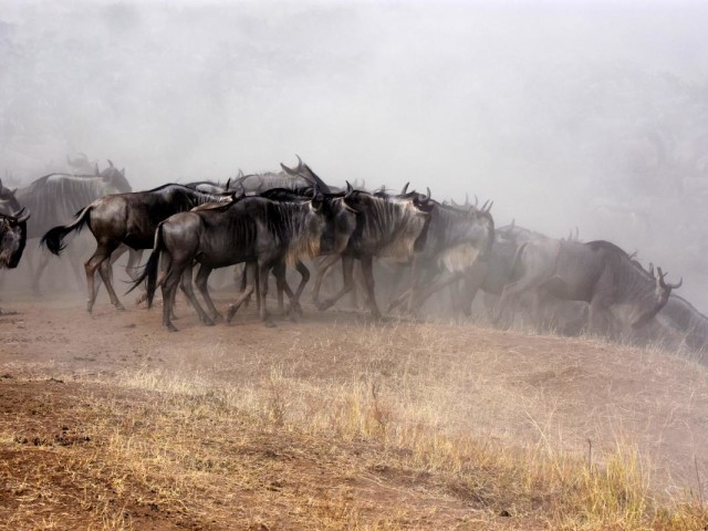 The great migration