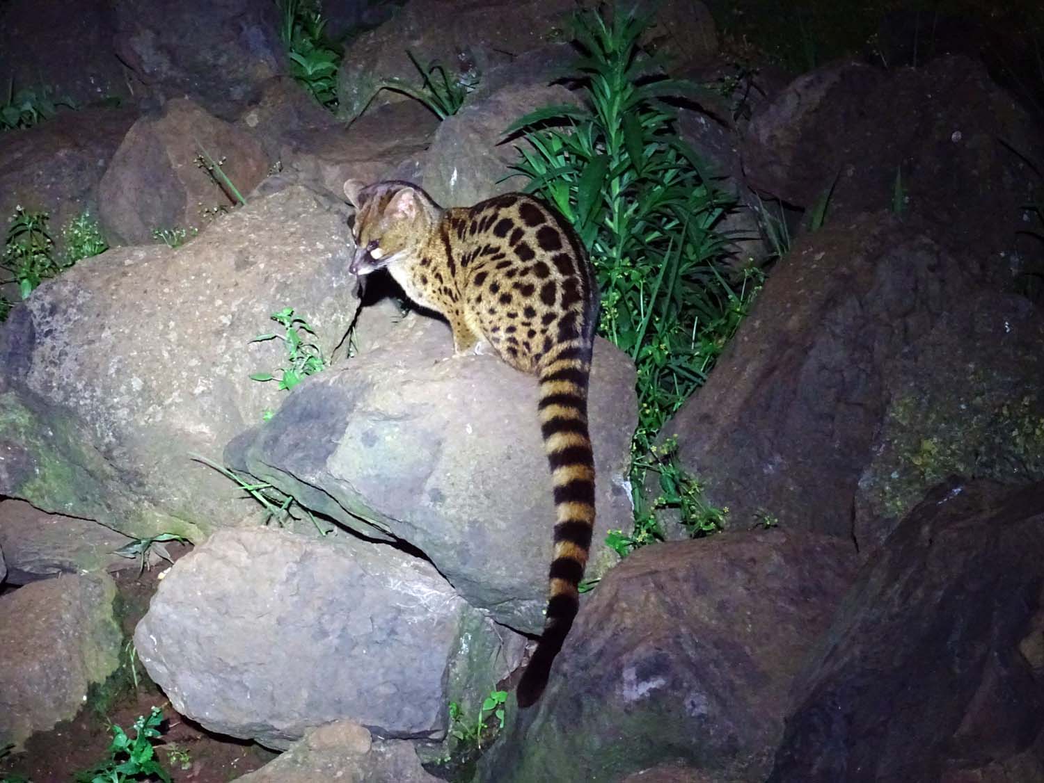 gorgeous large spotted (blotched) genet