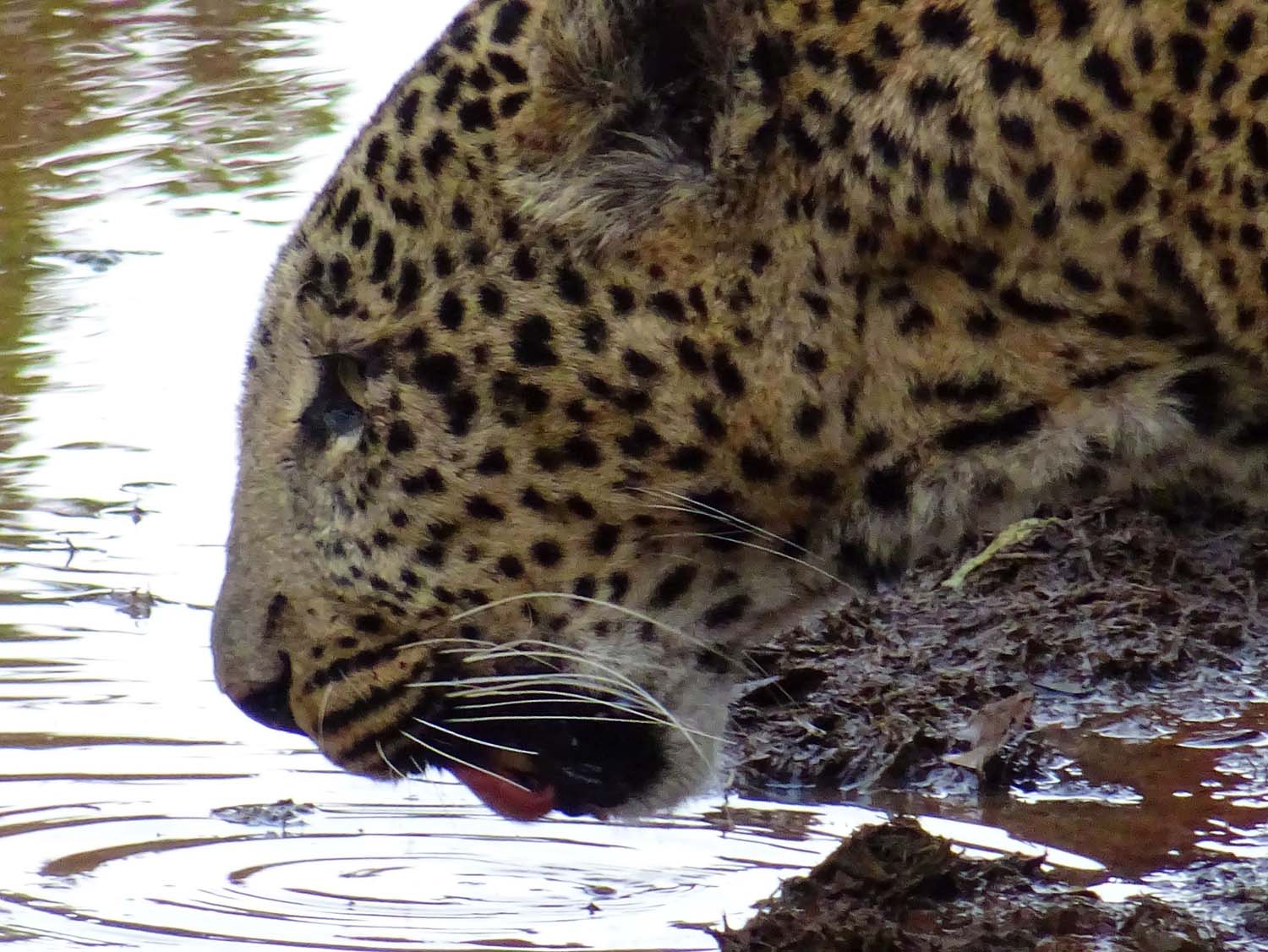 our leopard having a drink