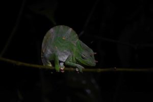 a very grumpy looking male Usambara giant 3-horned chameleon, maybe because we woke him up?
