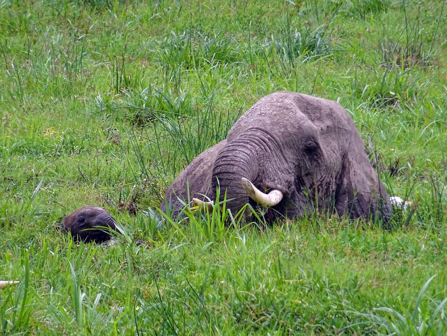it's pretty hard for the little ones in the deep swamp (Amboseli)