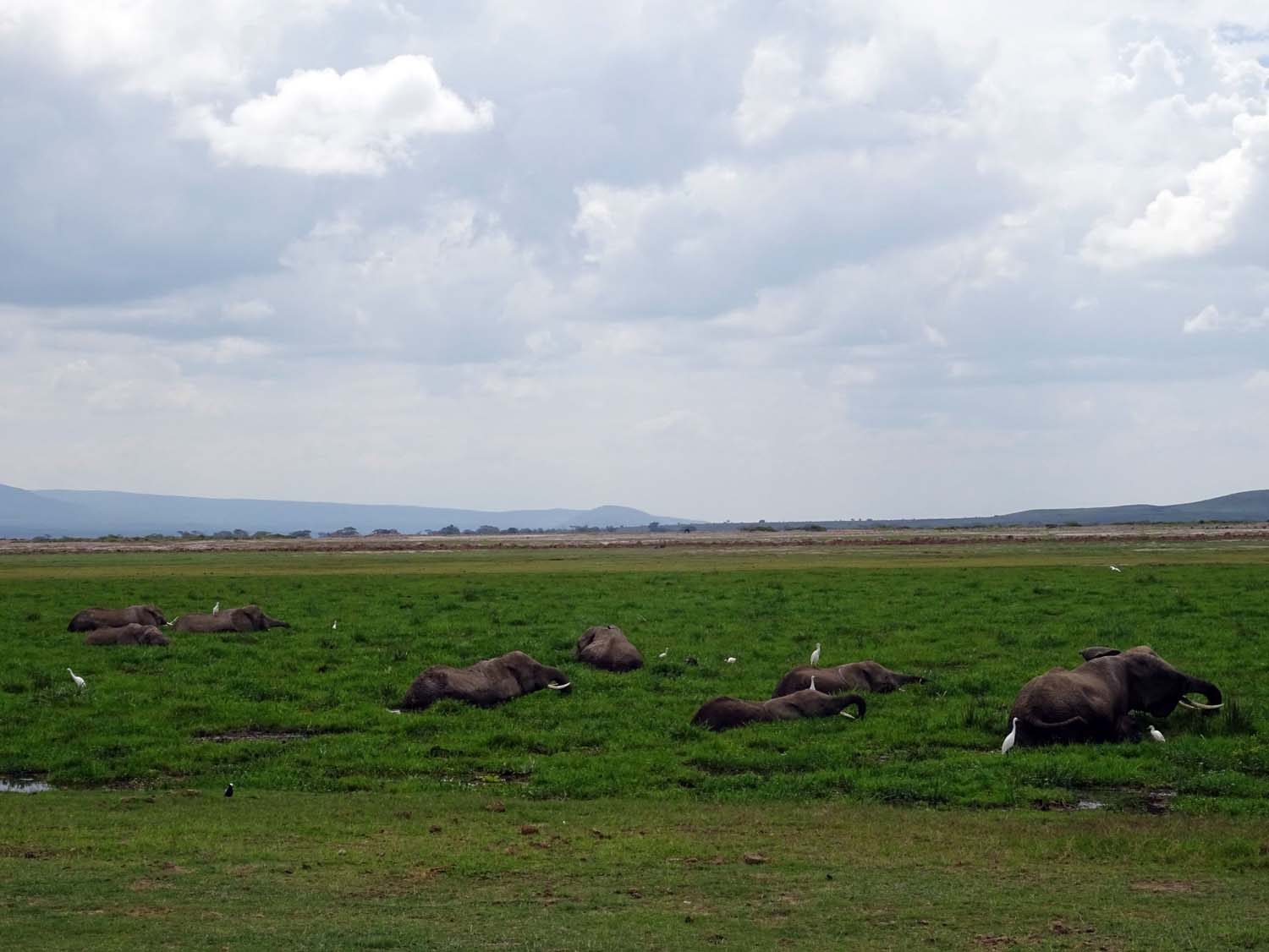 only the backs of these gentle giants visible in the swamp (Amboseli)