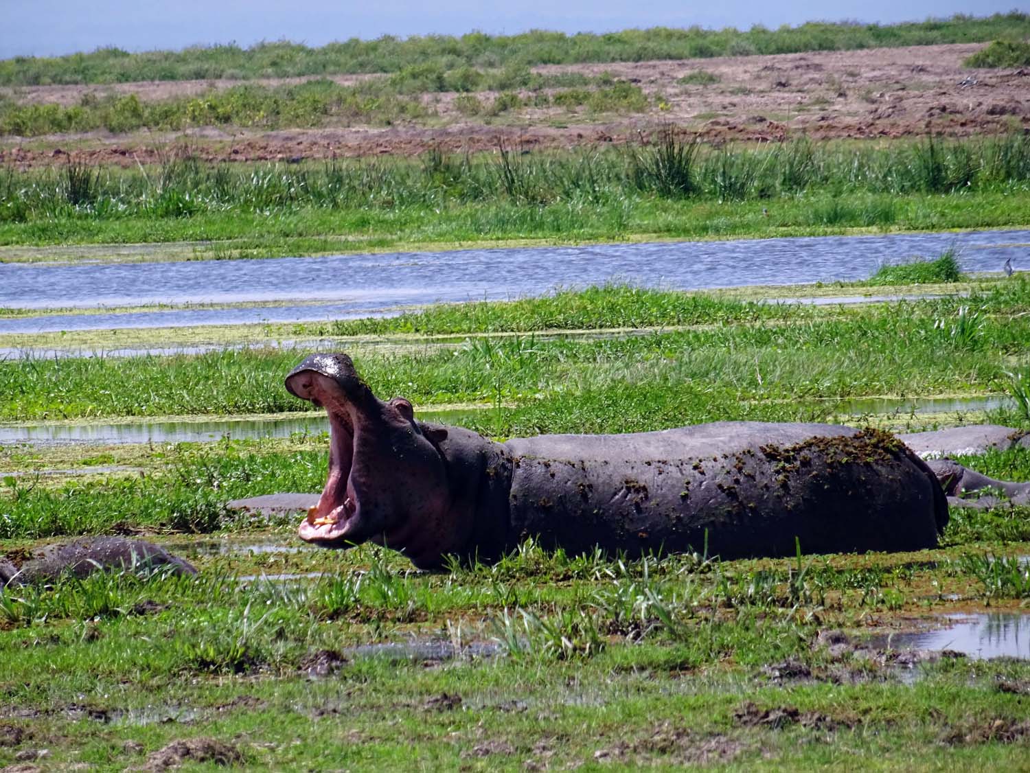 hippo yawn (Amboseli)