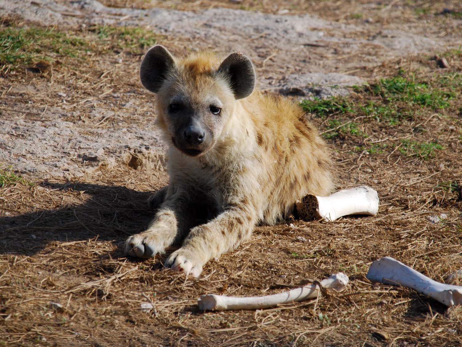 young spotted hyena with last night's dinner