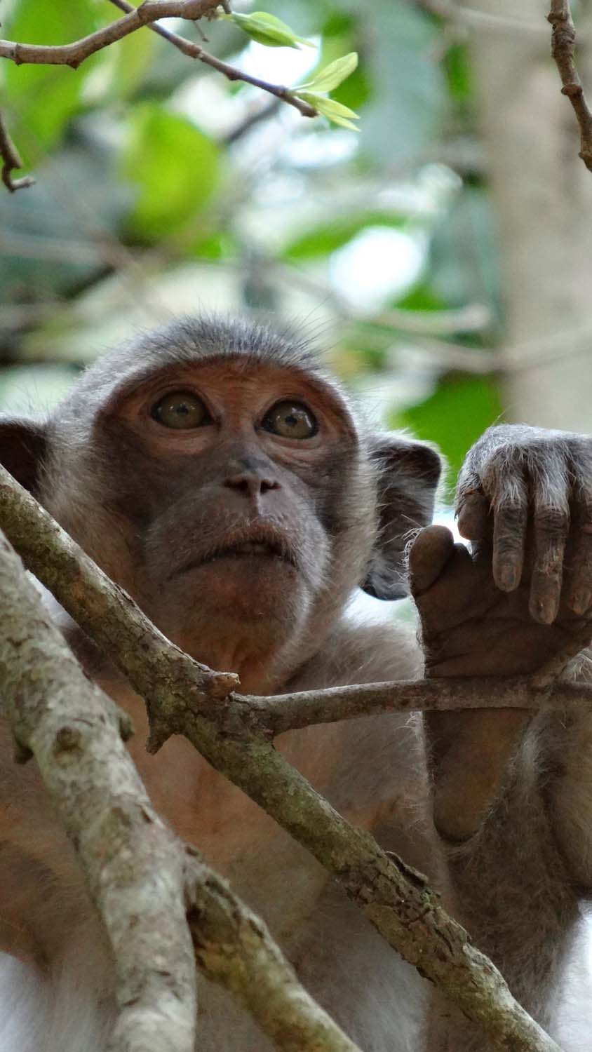 cheeky monkey in Angkor Thom