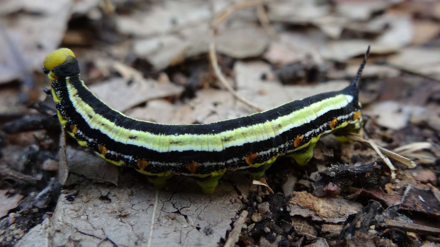 colourful caterpillar, wonder what butterfly this will become