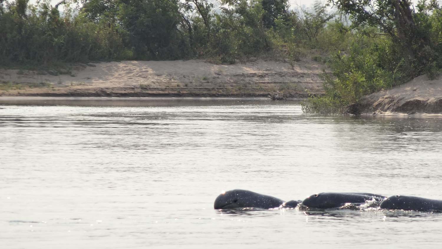 river dolphins near Kratie