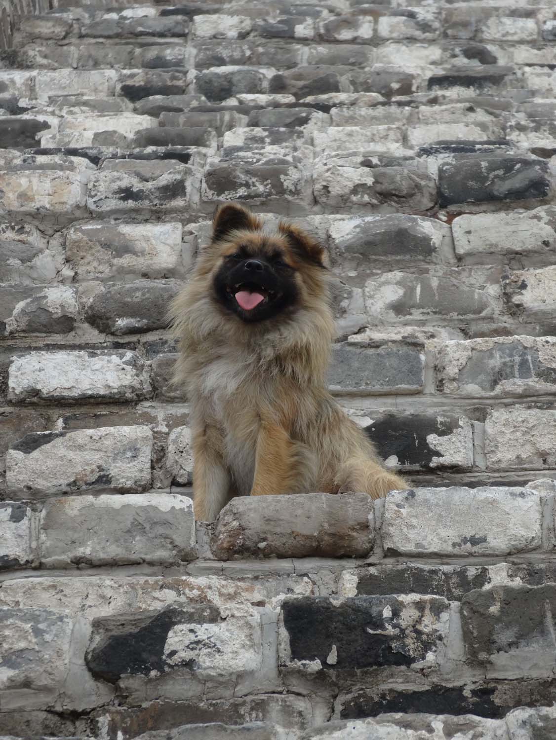 our favourite doggie of the trip: Pupster - walked with us for 2 days!