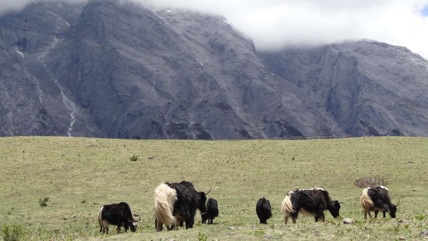 yaks in the Yak Meadow