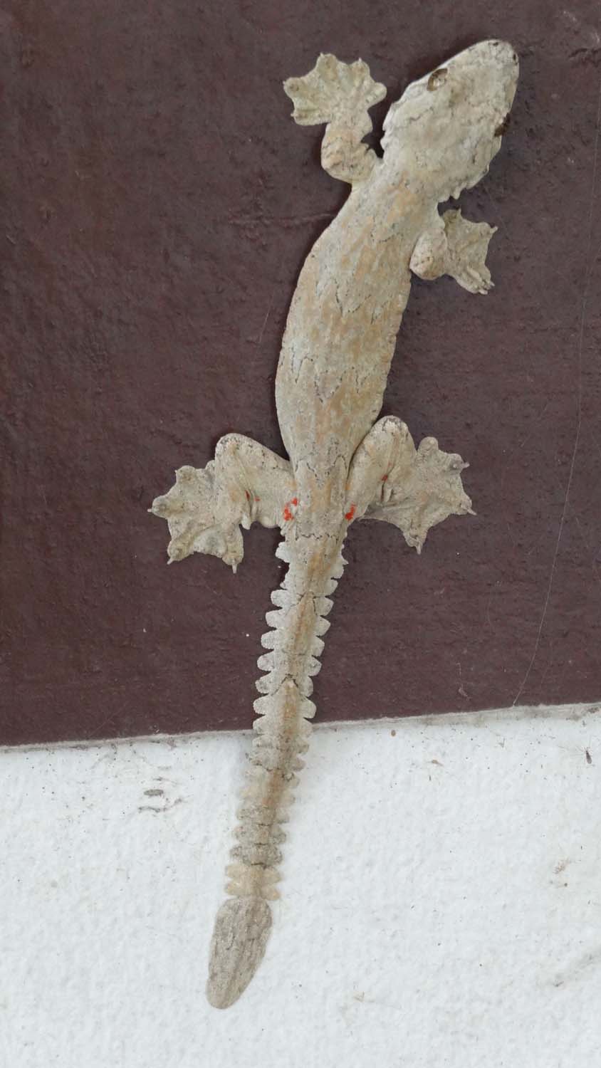 super cool type of gecko