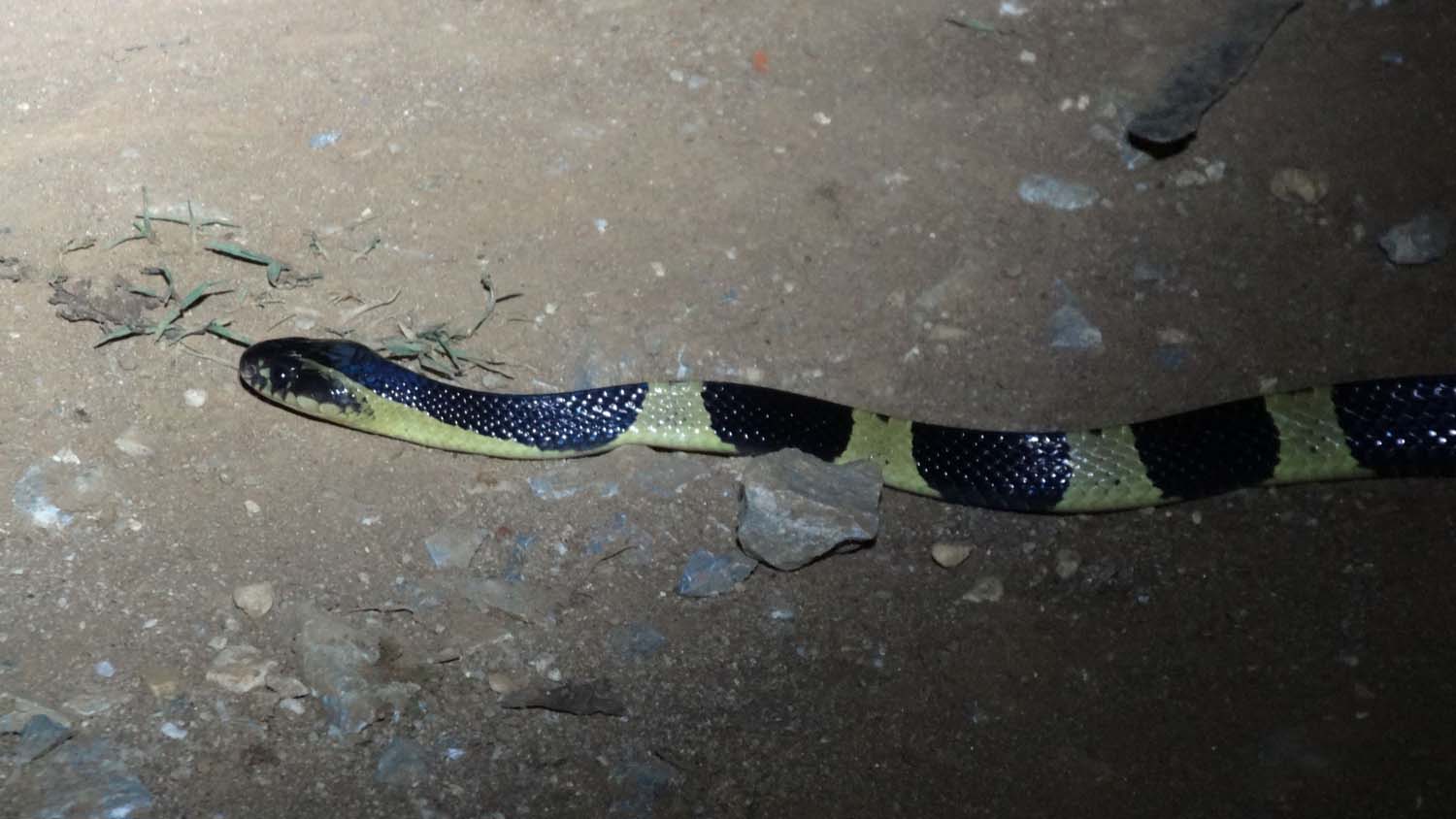 a beautiful snake near the Plain of Jars