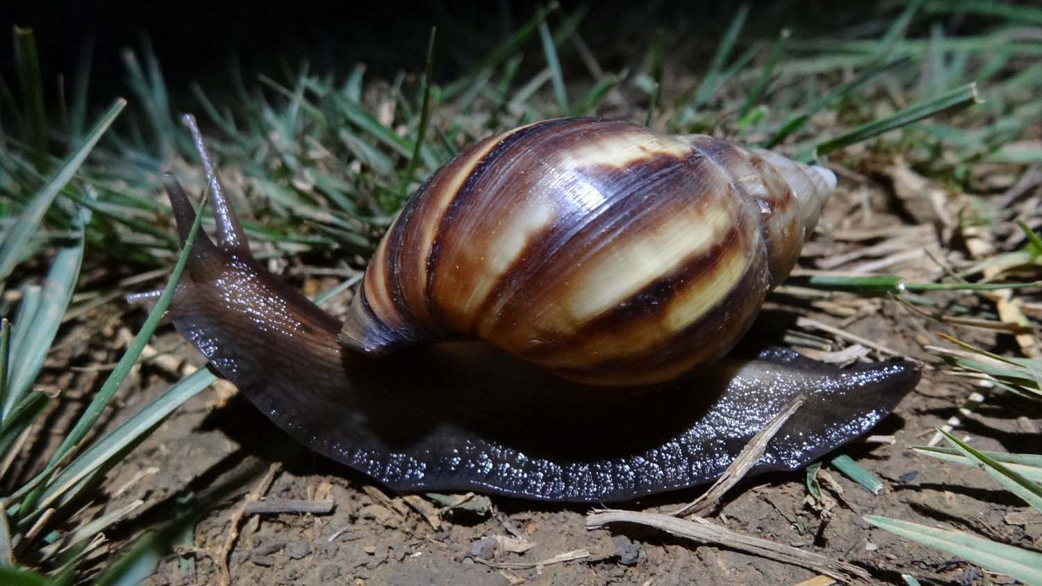 a massive snail also near the Plain of Jars