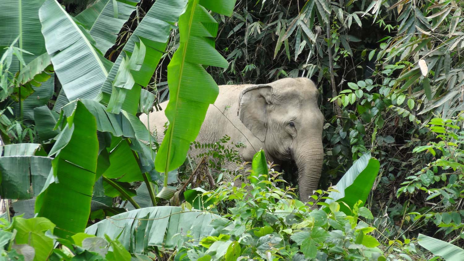 an elephant emerges out of the jungle