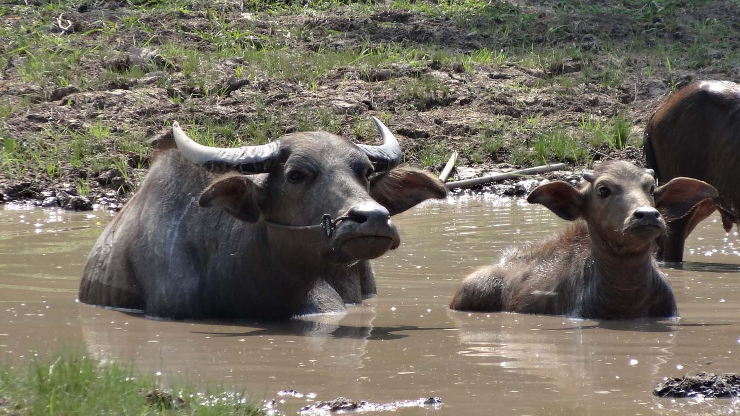 more water buffaloes enjoying a mud bath