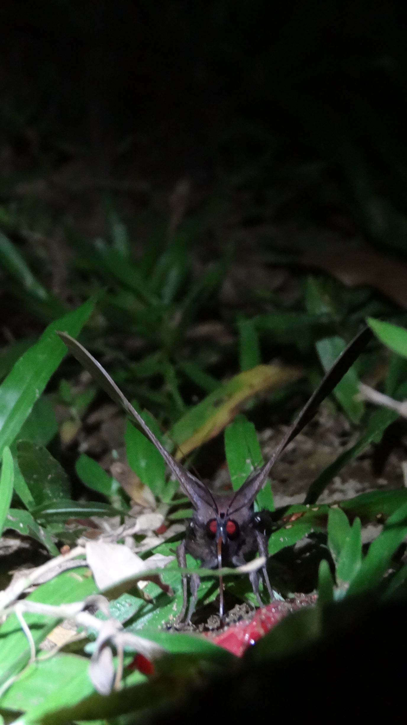 super-sized moth