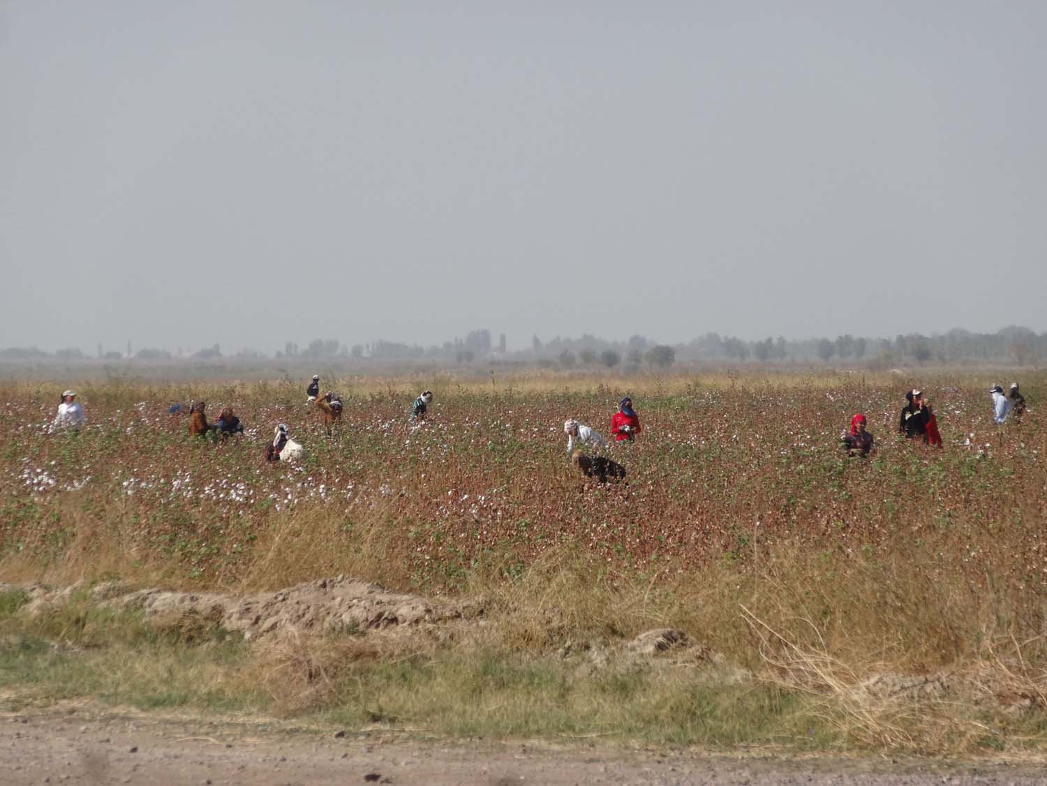 cotton pickers hard at work to reach their qouta
