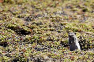 "watch out for the steppe eagle!" this little blick's grass rat (arvicanthis blicki) yells to his mates