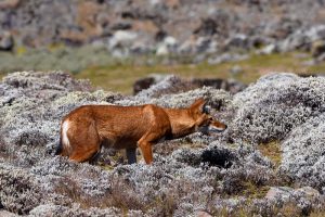 the beautiful Ethiopian wolf among the silver-grey heather