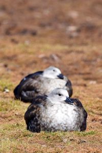 blue-winged goose, a bird often found on the Sanetti Plateau