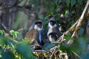 three Bale monkeys grooming, check out their super funky moustache - just like Salvador Dali