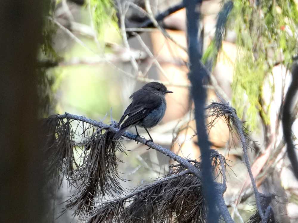 dusky robin in Narawntapu NP, Tasmania