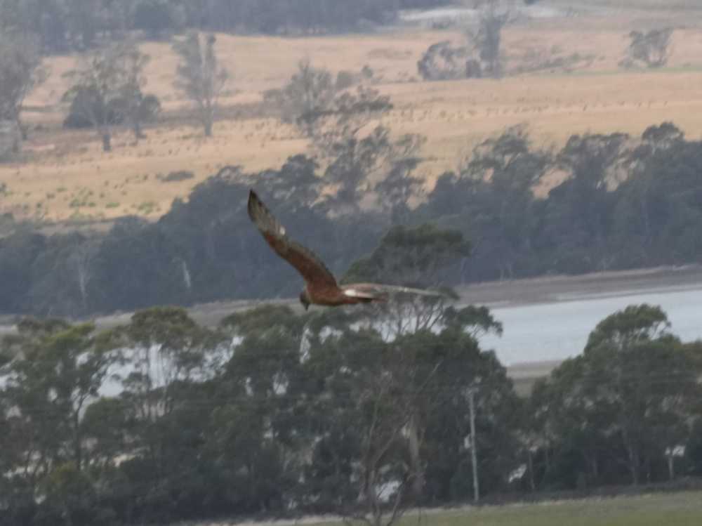 swamp harrier near Narawntapu NP, Tasmania