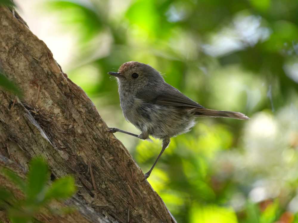 Tasmanian thornbill in Narawntapu NP, Tasmania