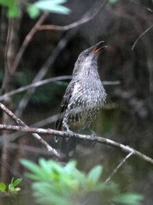we heard this little wattlebird before we saw it, he was singing his little heart out