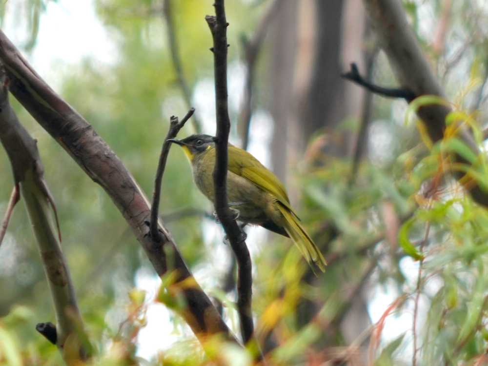 yellow-throated honeyeater in Tullah, Tasmania