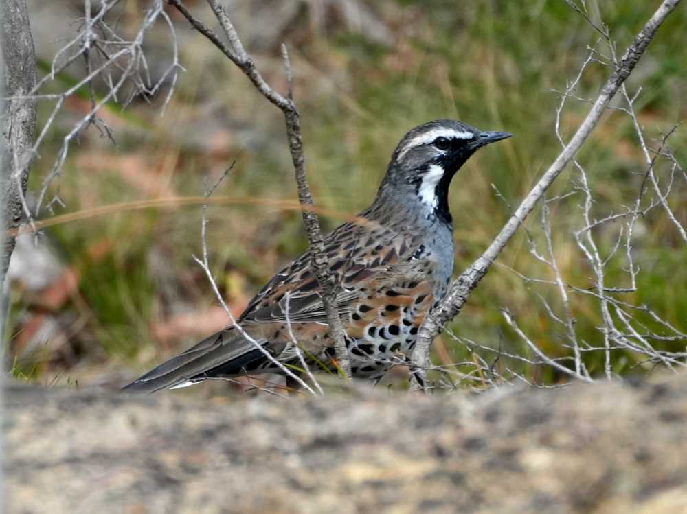 spotted quail-thrush near Freycinet NP, Tasmania