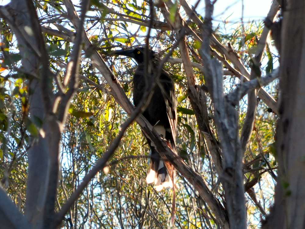 grey (or clinking) currawong near Hobart, Tasmania