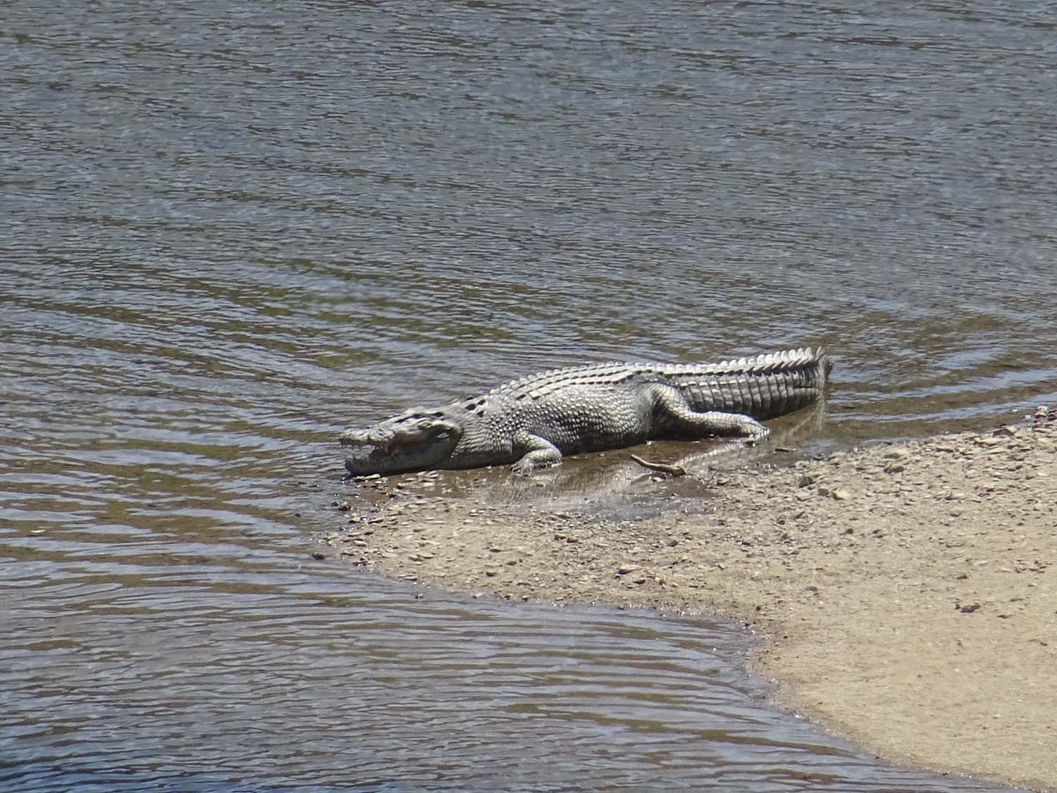 a large saltie sunning itself on the bank of the Bloomfield River